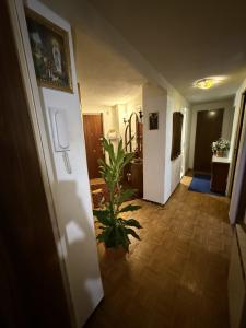 688281501:  en León