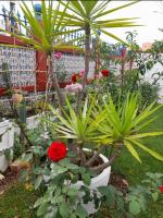 634182175:  en Cádiz