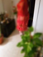 651365155: Chica busca chico en Alicante